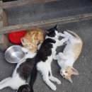 은평마리약국 네이버블로그