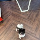 올웨이즈 반려견 미용실 이미지