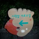 시청앞 가로수길 이미지
