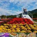용대관광지 | 강원도 인제 가볼만한곳 여행 추천 인제가을꽃축제 용대 관광지 자연휴양림