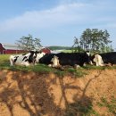 상하하늘목장 이미지