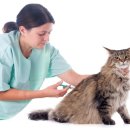 해든고양이병원 이미지