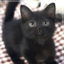 해피고양이분양 이미지