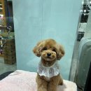 야옹아멍멍해봐(원성점) 이미지