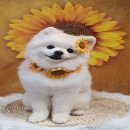 댕바라기 이미지