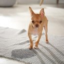 퍼스트 동물메디컬 센터 이미지