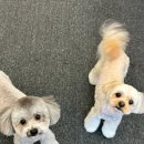 슈블리펫살롱 | 슈블리펫살롱 첫 멍뭉이들❤️