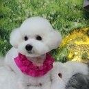 독살롱 다듬 | 강서구애견미용 비숑프리제 귀툭튀컷