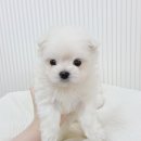 내품에동물병원 | 부산강아지분양 말티폼분양 내 품에 온 솜사탕, 깐깐하게 알아보고 결정한 찐 후기!