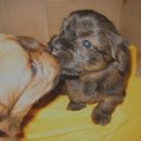 똥강아지 이미지