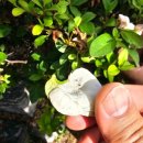 한농종묘사 이미지