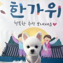 비비펫살롱 이미지