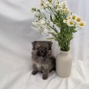 몽글몽글 이미지