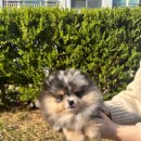 테일러퍼피 이미지