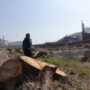 버드나무숲