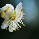 퇴계선생시 이미지