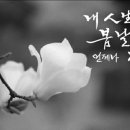 노세노세 이미지