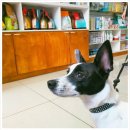 서울프라임 동물병원 이미지