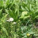 명이농장 이미지