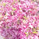 제21대 대통령 선거일.25년6월3일, 국민모두 참여하여 한표를~~파주 적성 양산박 한우마을 이미지