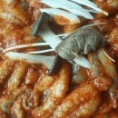 보들이쭈꾸미 이미지