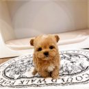 소문켄넬 이미지