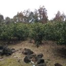 남원읍-2 이미지