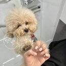 아민느네일