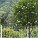 스테이위드독 이미지