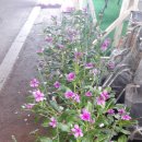 꽃보다의료기 이미지