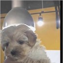 부산강아지분양 드림독 안심분양센터 부산점 이미지