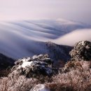 크리스마스 트리 이미지