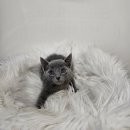 수원고양이분양 드림캣 안심분양센터 이미지