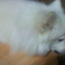 꼬꼬언니 이미지