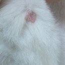 닥터캣 고양이병원 이미지