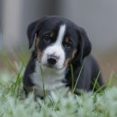 이삭애견훈련소 이미지