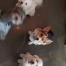 은퇴한 수의사의 저택 이미지