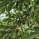 가평솔마당 이미지