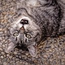 본 동물의료센터 이미지