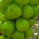 장기상회 이미지