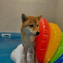 플러피 애견 풀빌라 이미지