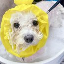 블링블링하개 이미지