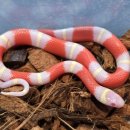 광주광역시 남구 재활용선별센터 | 무섭기보단 귀여운!!! 알비노 넬슨밀크, 넬슨밀크 스네이크가 뉴런에 폭풍 입고되었습니당!