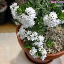 헤베(HEBE) 이미지