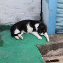 노총이용원 네이버블로그