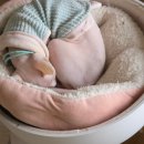 옷고르는고양이