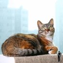 고양이 다이어트 사료 | 브리젠 홀리스틱 웨이트컨트롤 4.76kg 대용량 실사용 후기