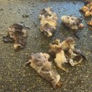 삼겹천왕 이미지