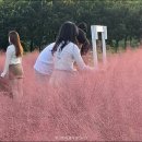 핑크뮬리 (pink muhly).댑사리 영상 이미지