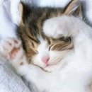 데본냥이 이미지